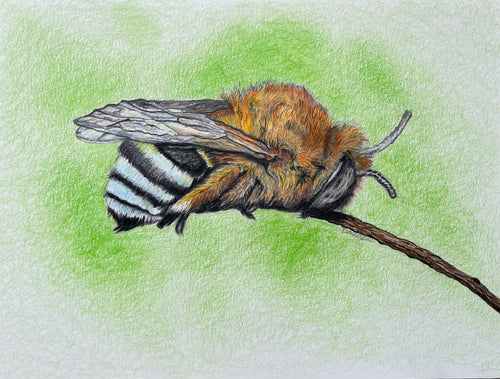 Dawn Bumblebee Sketch